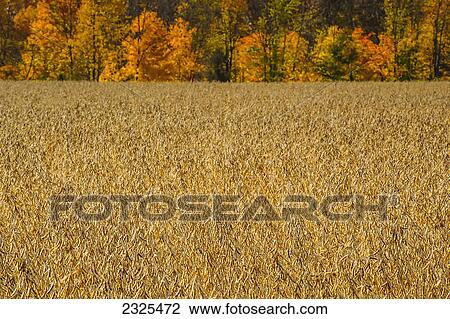 Soybeans growing in a field; Ohio united states of america View Large Photo Image Stock Image - Soybeans growing in a field; Ohio united states of america. Fotosearch