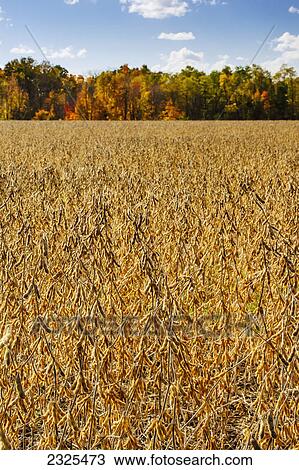 Stock Image - Soybeans growing in a field; Ohio united states of america. Fotosearch