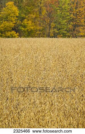 Stock Photograph - Soybeans growing in a field; Ohio united states of america. Fotosearch