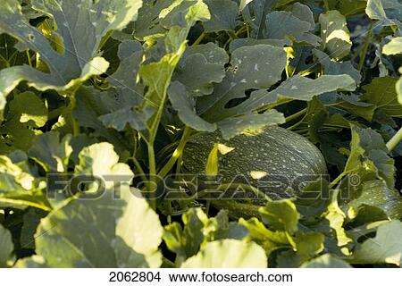 Picture - Spaghetti Squash On The Vine, Organic Garden, Manitoba, Canada. Fotosearch
