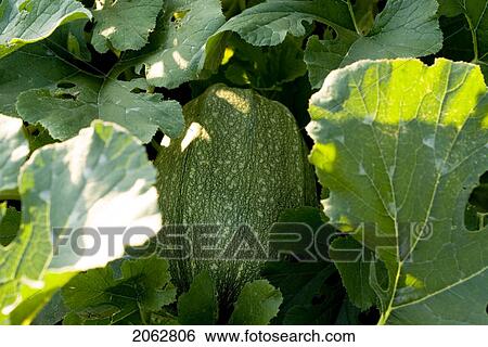 Stock Photograph - Spaghetti Squash On The Vine, Organic Garden, Manitoba, Canada. Fotosearch