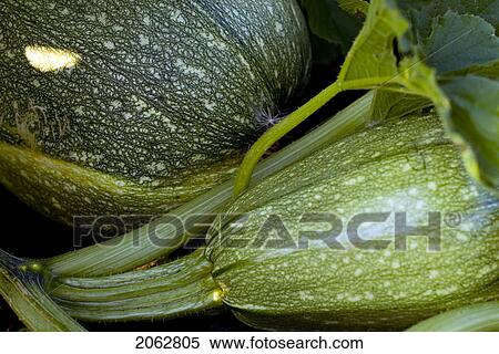 Stock Photography - Spaghetti Squash On The Vine, Organic Garden, Manitoba, Canada. Fotosearch