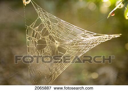 Stock Photo - Spider Web, Jacksonville, Florida. Fotosearch