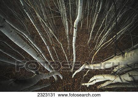 Spindly aspen trees from a high angle view; Beaverhill lake alberta canada View Large Photo Image Stock Image - Spindly aspen trees from a high angle view; Beaverhill lake alberta canada. Fotosearch