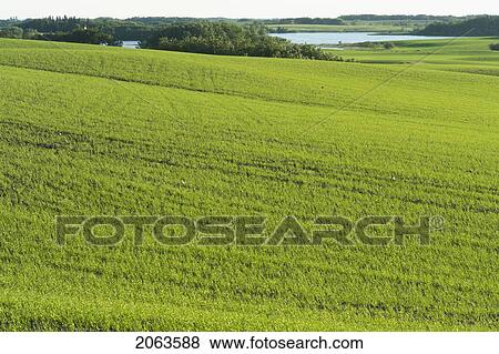 Stock Photo - Spring Crop; Canada, Manitoba, Erickson. Fotosearch
