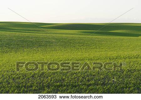 Springtime Green Fields; Canada, Manitoba, Erickson View Large Photo Image Stock Image - Springtime Green Fields; Canada, Manitoba, Erickson. Fotosearch