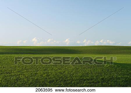 Stock Photography - Springtime Green Fields.; Canada, Manitoba, Erickson. Fotosearch