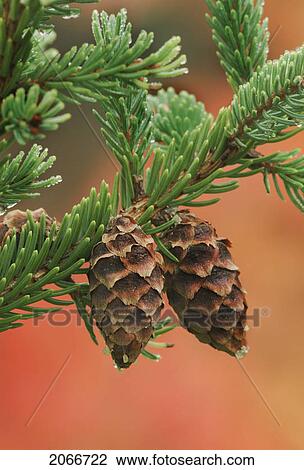 Spruce Cones In Cape Breton Highlands National Park. Autumn. View Large Photo Image Stock Image - Spruce Cones In Cape Breton Highlands National Park. Autumn.. Fotosearch