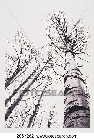 Stock Image - Stand Of Poplar Trees Next To The Highway 1, Banff National Park, Alberta, B. C.. Fotosearch