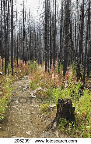 Stock Image - Stanley Glacier Trail - Kootenay National Park, Bc, Canada. Fotosearch