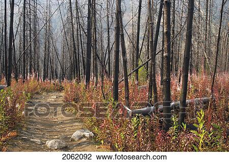 Stanley Glacier Trail - Kootenay National Park, Bc, Canada View Large Photo Image Stock Image - Stanley Glacier Trail - Kootenay National Park, Bc, Canada. Fotosearch