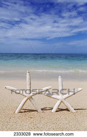 Stock Photo - Starfish on the beach at waimanalo; Honolulu oahu hawaii united states of america. Fotosearch