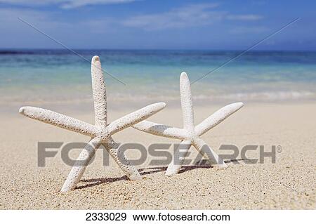 Stock Photo - Starfish on the beach at waimanalo; Honolulu oahu hawaii united states of america. Fotosearch
