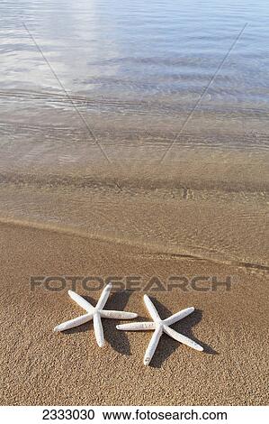 Stock Image - Starfish on the beach; Honolulu oahu hawaii united states of america. Fotosearch