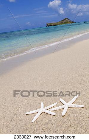 Stock Photo - Starfish on the beach manana (rabbit) island in the distance; Honolulu oahu hawaii united states of america. Fotosearch