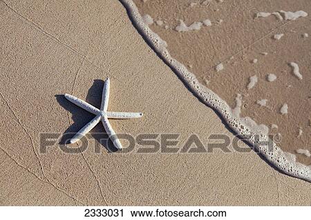Starfish on the beach with wave washing ashore; Honolulu oahu hawaii united states of america View Large Photo Image Stock Image - Starfish on the beach with wave washing ashore; Honolulu oahu hawaii united states of america. Fotosearch
