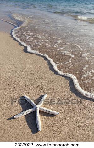 Starfish on the beach with wave washing ashore; Honolulu oahu hawaii united states of america View Large Photo Image Stock Image - Starfish on the beach with wave washing ashore; Honolulu oahu hawaii united states of america. Fotosearch
