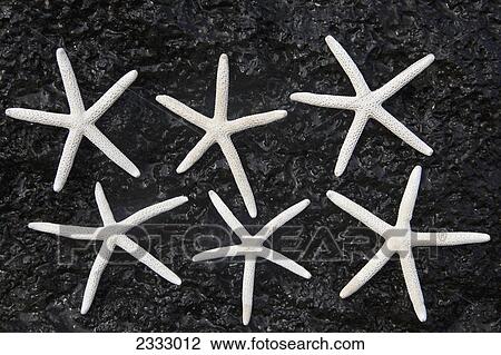 Starfish on volcanic rock; Honolulu hawaii united states of america View Large Photo Image Stock Image - Starfish on volcanic rock; Honolulu hawaii united states of america. Fotosearch