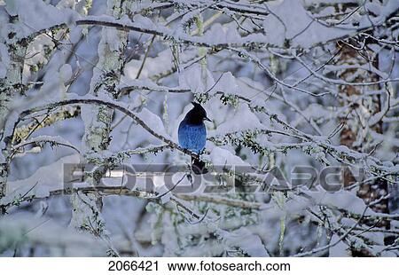 Stock Image - Stellar Jay Sits On A Snow-Covered Branch, Whistler, Bc. Fotosearch