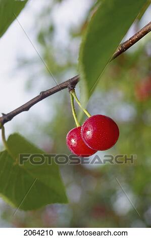 Stock Image - Stem With Two Red Cherries Hanging From Branch Of Tree, Ontario. Fotosearch