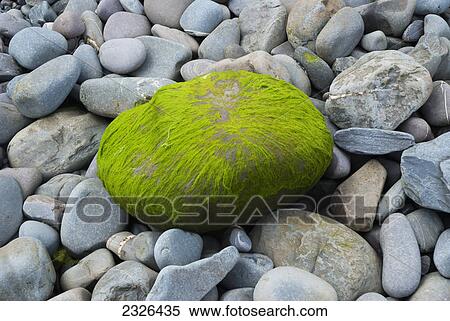 Stock Photography - Stone covered in algae at the beach; Clovely north devon england. Fotosearch