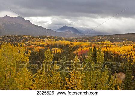 Stock Photograph - Storm clouds above golden and red aspens (populus tremuloides) and spruce forest (boreal forest) denali national park; Alaska united states of america. Fotosearch