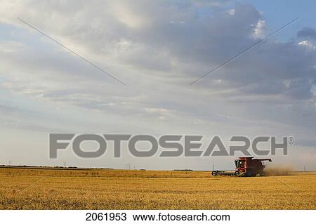 Straight Combining Lentils, Saskatchewan, Canada. High Protein, Drought-Resistant Lentils Extract Nitrogen From The Air, Thus Reducing The Need For Fertilizers. View Large Photo Image Stock Image - Straight Combining Lentils, Saskatchewan, Canada. High Protein, Drought-Resistant Lentils Extract Nitrogen From The Air, Thus Reducing The Need For Fertilizers.. Fotosearch