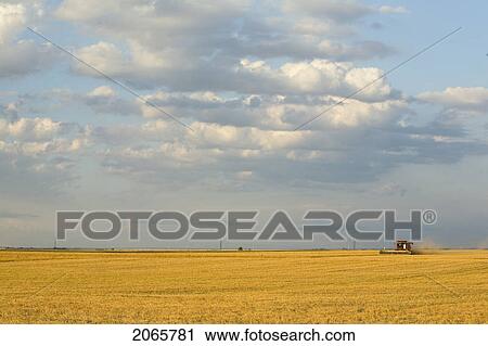 Straight Combining Lentils, Saskatchewan, Canada. High Protein, Drought-Resistant Lentils Extract Nitrogen From The Air, Thus Reducing The Need For Fertilizers. View Large Photo Image Stock Image - Straight Combining Lentils, Saskatchewan, Canada. High Protein, Drought-Resistant Lentils Extract Nitrogen From The Air, Thus Reducing The Need For Fertilizers.. Fotosearch