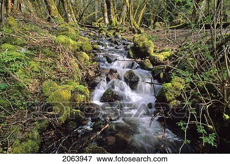 Stock Photo - Stream Highlighted By Sunlight With Mossy Logs Surrounding It, Squamish, Bc Canada. Fotosearch