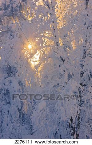 Stock Image - Sun filtering through the fog in a hoar frost covered forest russian jack springs park; Anchorage alaska united states of america. Fotosearch