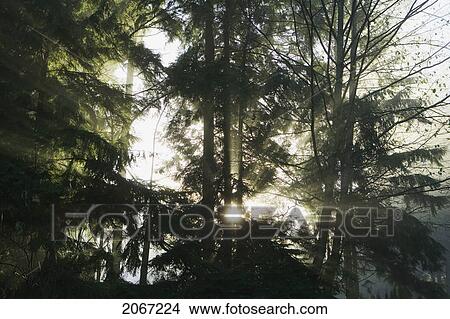 Picture - Sun Rays In Fog, West Vancouver, B. C.. Fotosearch