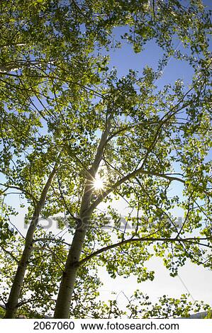Stock Image - Sun Shining In Trees, Saskatchewan. Fotosearch
