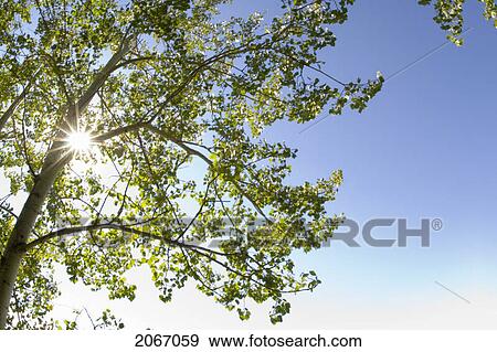 Sun Shining In Trees, Saskatchewan View Large Photo Image Stock Photo - Sun Shining In Trees, Saskatchewan. Fotosearch