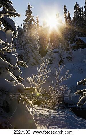 Stock Image - Sunburst lighting frosted snow covered evergreen trees and bush branches; Lake louise alberta canada. Fotosearch