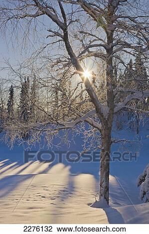 Sunburst shining behind a birch and spruce forest at the anchorage golf course; Anchorage alaska united states of america View Large Photo Image Stock Image - Sunburst shining behind a birch and spruce forest at the anchorage golf course; Anchorage alaska united states of america. Fotosearch
