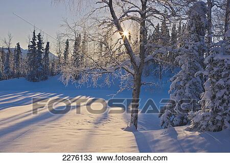 Sunburst shining behind a birch and spruce forest at the anchorage golf course in winter; Anchorage alaska united states of america View Large Photo Image Stock Image - Sunburst shining behind a birch and spruce forest at the anchorage golf course in winter; Anchorage alaska united states of america. Fotosearch