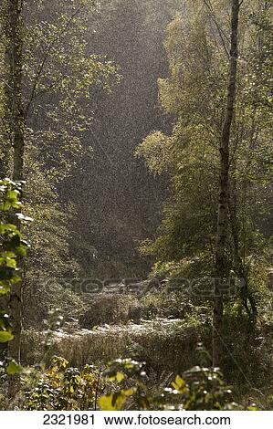 Sunlight And A Rain Shower In Hume Park; Alnwick Northumberland England View Large Photo Image Stock Image - Sunlight And A Rain Shower In Hume Park; Alnwick Northumberland England. Fotosearch