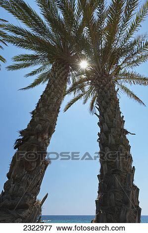 Sunlight gleaming through the branches of two trees at the water's edge against a blue sky; Paphos cyprus View Large Photo Image Stock Photo - Sunlight gleaming through the branches of two trees at the water's edge against a blue sky; Paphos cyprus. Fotosearch