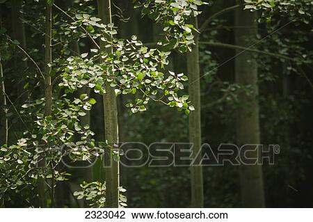 Sunlight highlighting poplar leaves in a forest; British columbia canada View Large Photo Image Stock Image - Sunlight highlighting poplar leaves in a forest; British columbia canada. Fotosearch