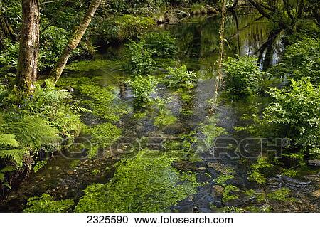 Sunlight illuminating the fog in a lush forest; County kerry ireland View Large Photo Image Stock Image - Sunlight illuminating the fog in a lush forest; County kerry ireland. Fotosearch