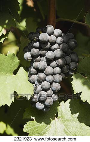 Sunlight On A Bunch Of Dark Red Grapes On The Vine; Emilia-Romagna Italy View Large Photo Image Stock Image - Sunlight On A Bunch Of Dark Red Grapes On The Vine; Emilia-Romagna Italy. Fotosearch