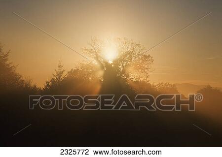 Sunlight shining through the trees at sunrise; Killarney county kerry ireland View Large Photo Image Stock Image - Sunlight shining through the trees at sunrise; Killarney county kerry ireland. Fotosearch