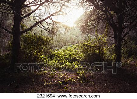 Picture - Sunlight Shining Through The Trees Illuminating The Lush Foliage; Tarifa Cadiz Andalusia Spain. Fotosearch