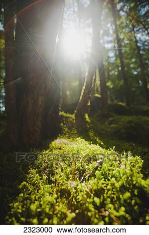 Stock Image - Sunlight streaming through cedar trees in a mossy forest; British columbia canada. Fotosearch