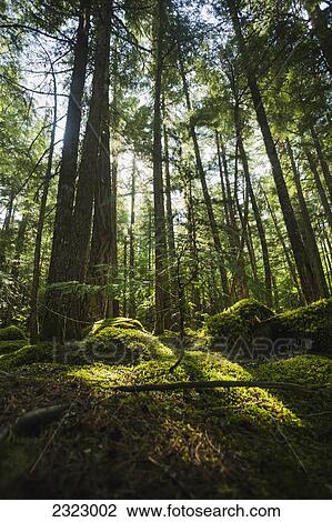 Sunlight streaming through cedar trees in a mossy forest; British columbia canada View Large Photo Image Stock Image - Sunlight streaming through cedar trees in a mossy forest; British columbia canada. Fotosearch