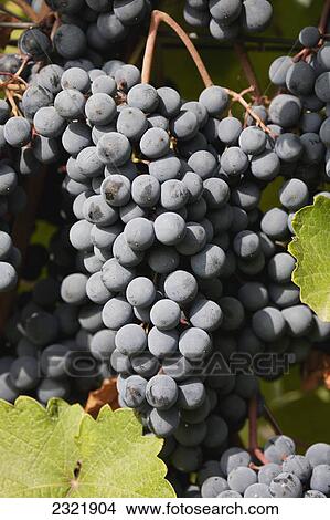 Sunlit Bunches Of Dark Red Grapes On A Vine; Emilia-Romagna Italy View Large Photo Image Picture - Sunlit Bunches Of Dark Red Grapes On A Vine; Emilia-Romagna Italy. Fotosearch