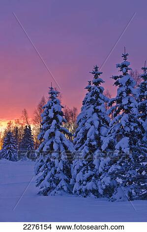Picture - Sunset glow behind a row of snow covered spruce trees in russian jack springs park in winter; Anchorage alaska united states of america. Fotosearch