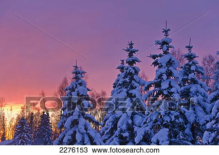 Sunset glow behind a row of snow covered spruce trees in russian jack springs park in winter; Anchorage alaska united states of america View Large Photo Image Stock Image - Sunset glow behind a row of snow covered spruce trees in russian jack springs park in winter; Anchorage alaska united states of america. Fotosearch