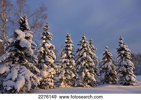 Sunset light shining on a row of snow covered spruce trees in russian jack springs park in winter; Anchorage alaska united states of america View Large Photo Image Stock Photo - Sunset light shining on a row of snow covered spruce trees in russian jack springs park in winter; Anchorage alaska united states of america. Fotosearch