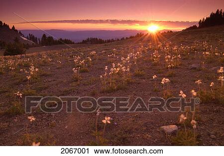 Stock Image - Sunset Over A Field Of Wildflowers, Crater Lake National Park, Oregon, Usa. Fotosearch